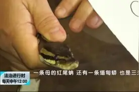 全球毒性最强物种之一！民警查扣毒箭蛙时，意外发生了……图片