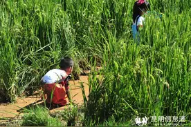 乐享农趣！中秋假期昆明市民扎堆去寻甸稻田摸鱼图片