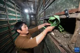 蜗牛养殖助力乡村共同富裕图片