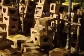 上海被弃“宠物盲盒”最新情况，其中一条生命已逝，还有部分等待领养图片