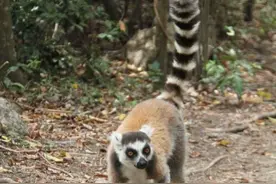 马达加斯加安达西贝国家森林保护区的狐猴图片