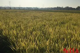 2021中国农民丰收节全国主场活动在嘉兴举行图片