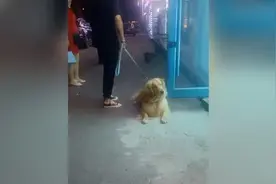 金毛路遇烤羊腿走不动路，摊主：这么可爱，送你两片视频封面