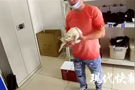 奇怪动物小区里乱窜，民警一看竟是新潮萌宠图片