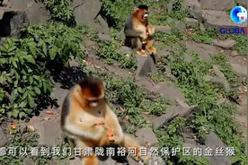 全球连线｜“森林精灵”出没 来原始森林看国宝金丝猴图片