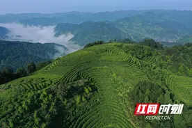 迎接湘西“高铁时代”②丨古丈：尽享高铁红利 茶旅融合进入新时代图片