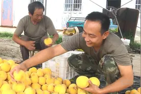 安丘百亩黄金桃喜获丰收 黄金桃结出致富“金果果”图片