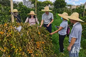 科技特派员深入信宜北界镇田间地头传技术图片