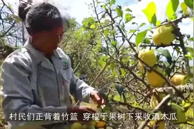 云南施甸：树上挂满酸果子  农民过上甜日子视频封面