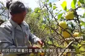 云南施甸：树上挂满酸果子  农民过上甜日子视频封面