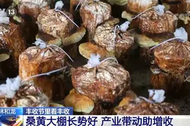 丰收节里看丰收 | 吉林和龙桑黄大棚长势好 产业带动助增收图片