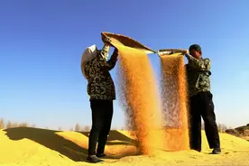 中国敖汉小米向世界传递8000年谷香图片