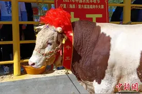 宁夏举办肉牛“选美大赛”400余头“牛模特”角逐“牛王”“牛后”图片