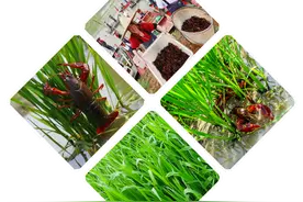 味美景也美，吃好还想玩！黄山山泉流水鱼，盱眙龙虾共生稻，本帮螃蟹喂萝卜图片