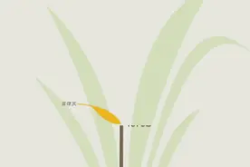 全球连线|袁隆平的杂交水稻覆盖全球梦这样实现