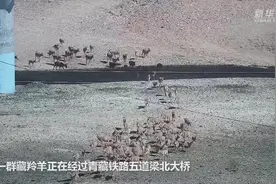 静静的可可西里——全面保护让可可西里12年无盗猎图片