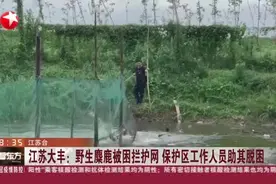 江苏大丰：野生麋鹿被困拦护网  保护区工作人员助其脱困视频封面