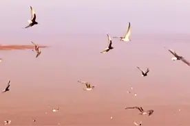 黄河好声音｜黄河单曲上新！这首没有乐器的交响乐，你从未听过图片