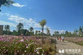 赏花正当时！呈贡这里藏着40亩格桑花图片