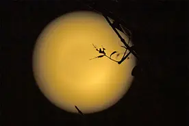 over the moon可不是“月亮之上”，赏月时别说错图片