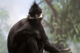 重庆金佛山遇见黑叶猴图片