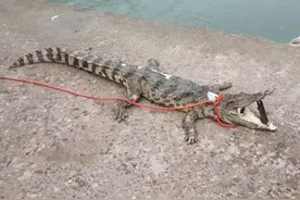 景区非法放生的鳄鱼，不幸死亡图片