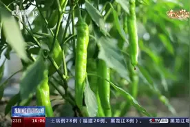 央视报道！潍坊青州10万亩辣椒喜获丰收视频封面