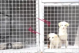 流浪狗有了“新家”，日照市犬只收容留检中心启用图片