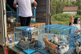 江苏如皋一废弃学校滞留大量猫，市长热线：已接到举报，正在救助图片