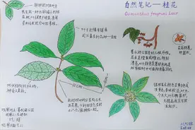 走进自然感受秋天，这群小学生做自然笔记感受季节变化图片