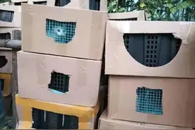 上百只猫狗被弃街头，背后是谁？图片