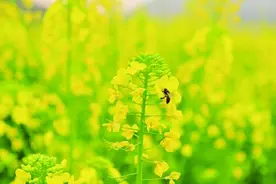 土蜂蜜图片