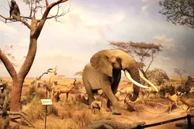 国学成语故事（29）楚人：中国古代的“战斗民族”之问鼎中原图片