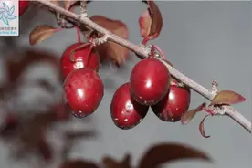 野生鸟儿的饕餮盛宴——食源植物丨花花万物图片