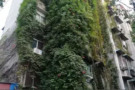居民楼墙上长满爬墙虎，会不会把墙撑破了？图片