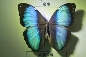7万只蝴蝶在上海比拼颜值，“老乡”用舞蹈表示：我们没有输图片