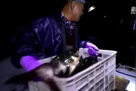 开渔啦！产地：北京密云水库视频封面