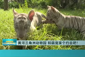 【山东文旅报道】黄河三角洲动物园，和萌宠来个约会吧！视频封面