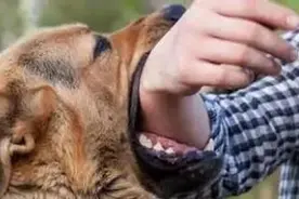 未拴绳小狗导致车祸，死者家属索赔157万图片