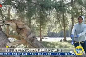 与狼为伴！她是深山峡谷守护狼群的"女狼王"图片