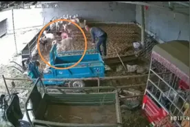 兽医解析“圈养公羊顶撞女主人”：牲畜正常雄性特征图片