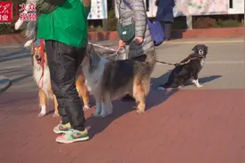 对谈·我的海外故事丨江凌：中文学校里日本孩子越来越多图片