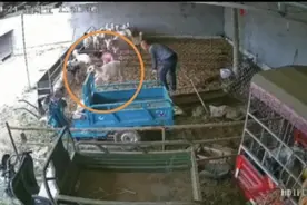 兽医解析“圈养公羊顶撞女主人”：牲畜正常雄性特征图片