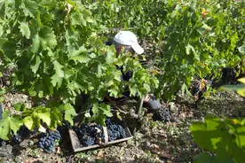 法国：收获酿酒葡萄图片