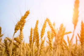 五谷杂粮也能消除过食积滞？学起来图片