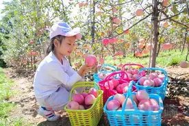 苹果红啦！洛宁县第十七届上戈苹果文化节暨2021年农民丰收节即将开幕图片