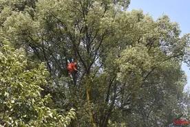 男子穿防蜂服摘马蜂窝身亡背后的“危险生意”：当地摘马蜂窝售卖已成产业 有上百“找蜂人”图片