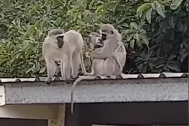 南非一受伤长尾猴被人类救助 伤愈后与猴子家族拥抱团聚图片