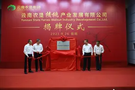 助力云南核桃产业高质量发展 云南农垦核桃产业发展有限公司正式揭牌图片