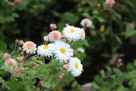 草堂读诗｜朗诵：荣荣《任性》《残菊》图片